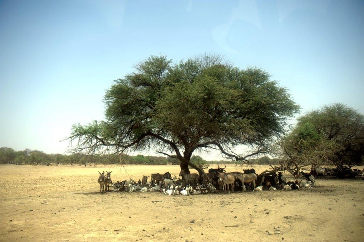During the Sahel mid-day heat, liveshock of all kinds seek shadow under the trees. Photo: NRC/Christian Jepsen