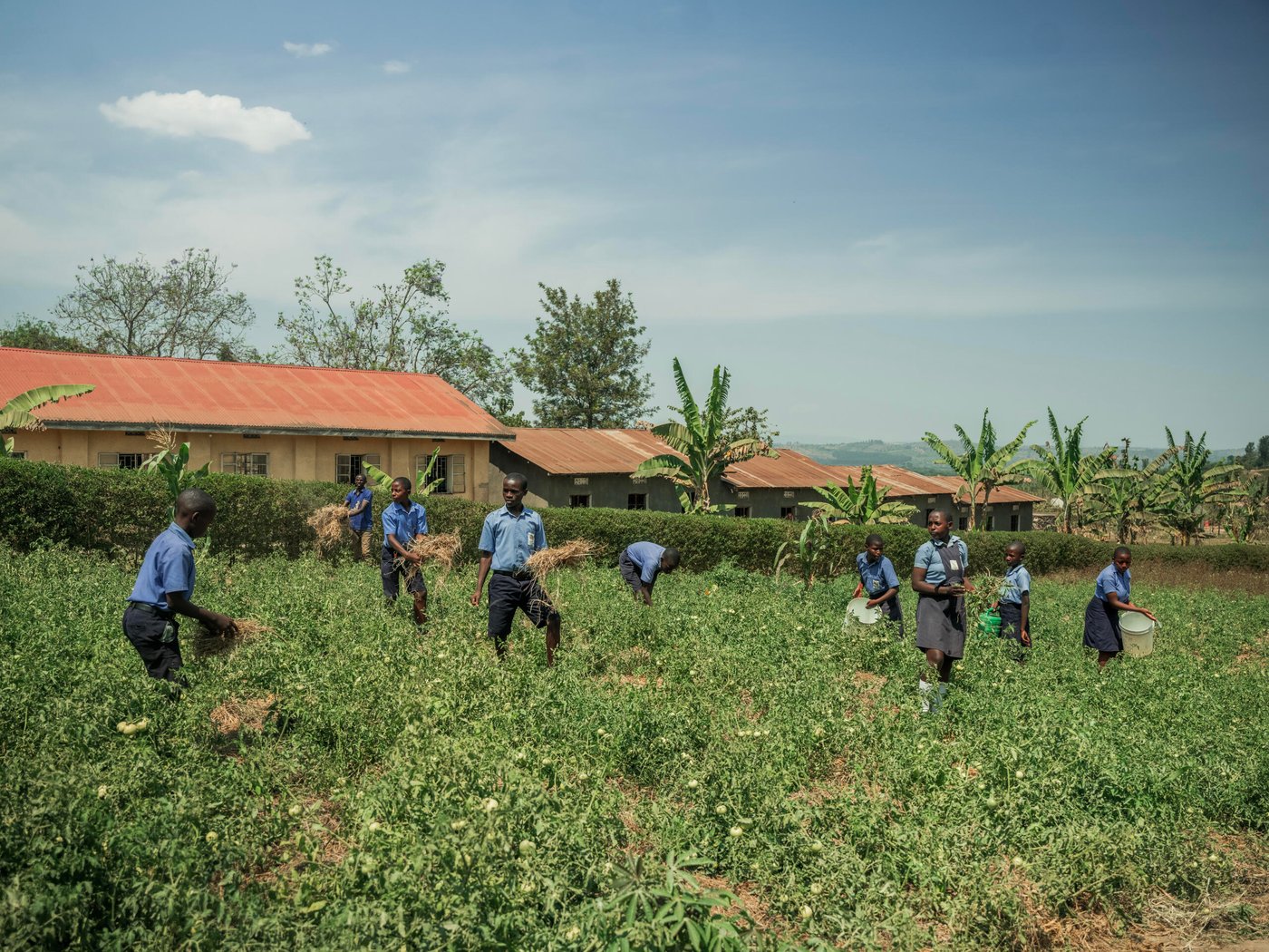 How School Gardens Are Keeping Children In Classrooms NRC