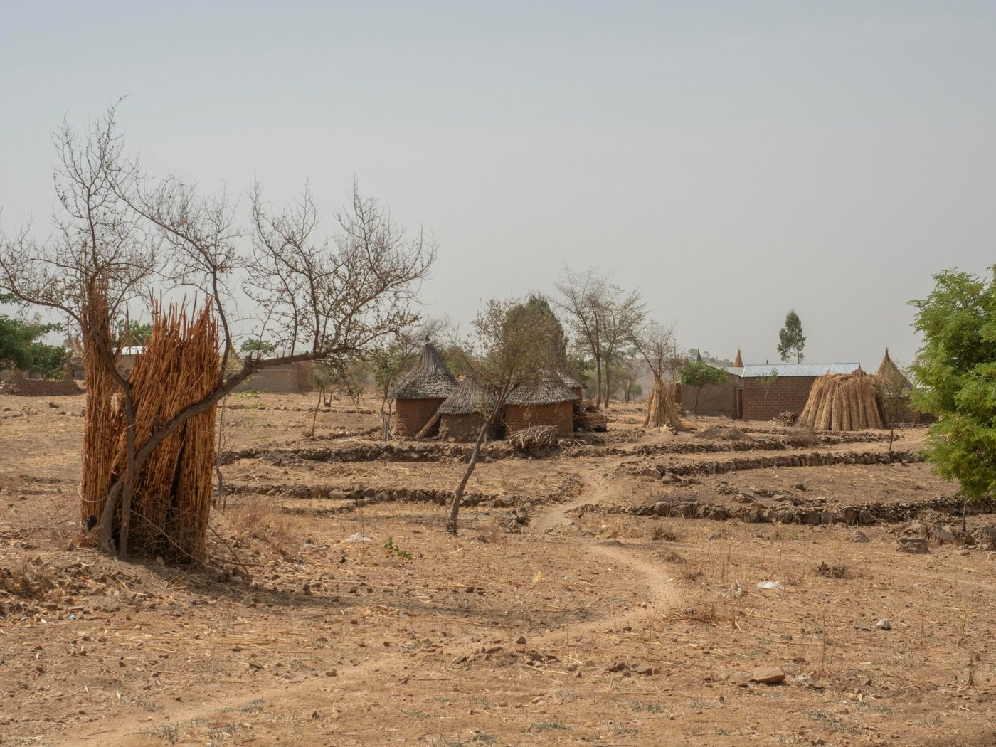 Cameroonian countryside, sandy and dusty landscape, with a few buildings in the background and a dried up tree and a foot path in the foreground.