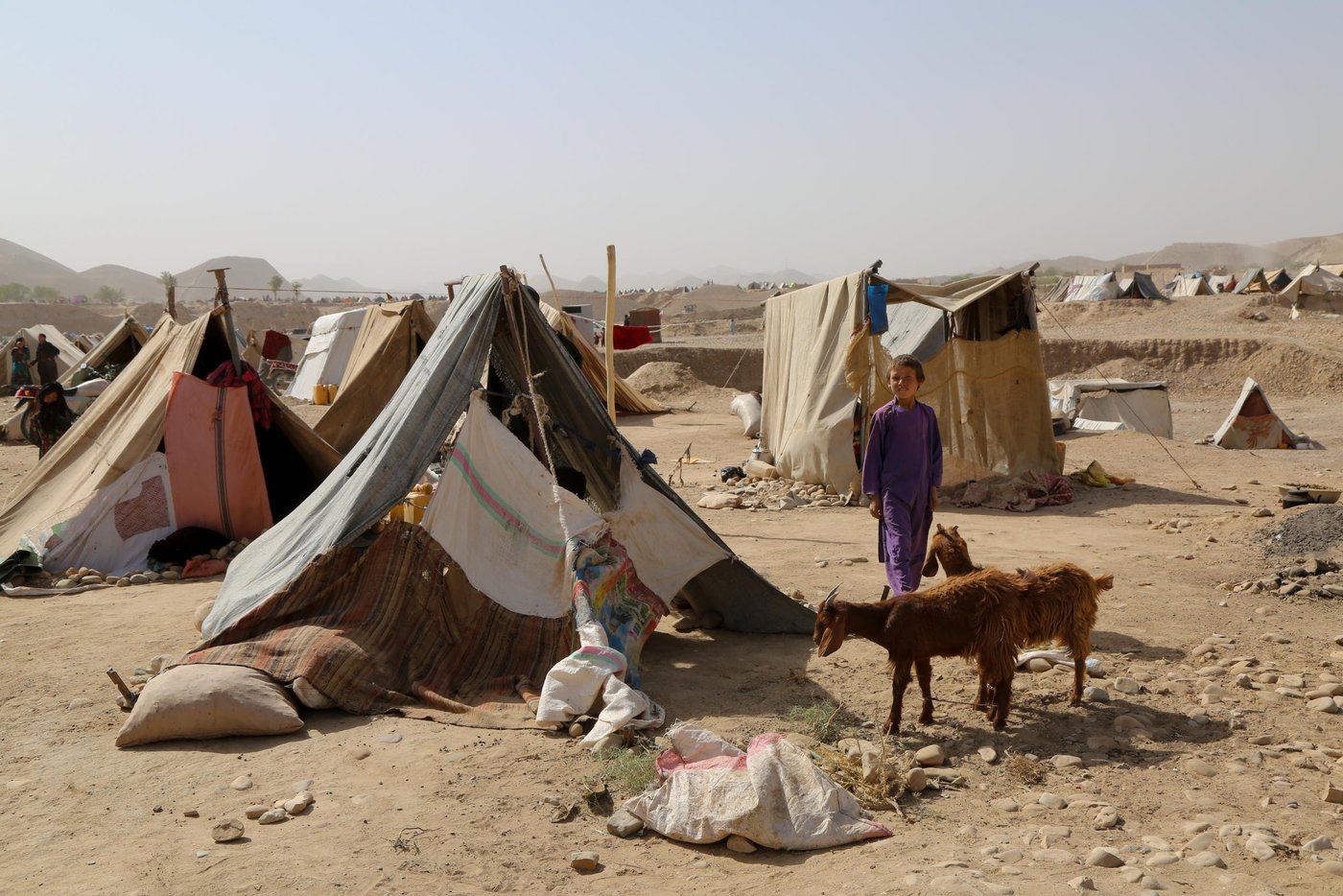 Some of the families could manage to take the remaining livestocks with them while escaping drought. Many families lost their livestocks or sold them away half price. Photo: NRC/Enayatullah Azad