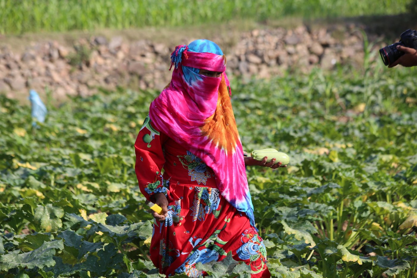 Badreyah Hussein, a farmer in Taiz’s Gabal Habashi district, used to plant corn in summer and left her land fallow in winter. 

Water wasn’t the problem, as there is running water near the fields. But like many other farmers in the area, Badreyah had simply no experience farming in winter. And none of them had tried to plant vegetables before. 

“We didn’t depend on the fields to provide for our families. We only planted corn to use the leaves to feed our cows,” she says.
“The harvest we got, we kept for seeds for the coming season. There wasn’t enough to eat or sell. That has been our life since I was a child.”

The breadwinners of the families here would go to work in other governorates and earn an income that way. Badreyah’s husband, Mohammed, used to work as a blacksmith before 2015. But since the war in Yemen broke out, things have changed dramatically for the worse.
 
“My husband hasn’t worked since the beginning of the crisis. He only works for one or two days now and then. My son bought a motorcycle and he hires it out to help us,” Badreyah explains. Their family has been struggling to get enough food.

“No one else provides for the family. Some people used to help us. Our situation before the crisis was better.”

Badreyah’s family consists of eight members. The eldest son, who owns the motorcycle, is now 25 years old. Badreyah used to cut wood from the valley and sell it as firewood to help her family, but it wasn’t enough. She thought hard about other ways to earn money, but planting vegetables didn’t occur to her.

“We didn’t have any experience in vegetable farming,” she says. “And we didn’t consider it because we know the seeds are expensive. So many people here used to be poor and unemployed until the Norwegian Refugee Council [NRC] arrived.”

“NRC came and trained us in vegetable farming and we liked the idea. Then they provided us with seeds, tools and money and we started to plant vegetables for the first time,” she says.

With support from the Yemen Humanitarian Fund (YHF), NRC has helped 500 farmers in Gabal Habashi with seeds for tomatoes, zucchini, okra, and onion, along with training in how to plant them. NRC also provided the farmers with cash to help them plough and water their farmlands.
 
All of Badreyah’s family help with the farming. Her husband and son go to work from early in the morning. The women cook the breakfast before following the men to the fields, and then start working alongside them.

“All farmers are happy with their farming and they started to sell zucchini. I myself sold zucchini three times, and each time I sold between three to four baskets!”

“I’m still harvesting zucchini and selling it the market.”
Badreyah says that she will continue to plant vegetables in the coming season. “In summer, I will plant corn because I have a cow and in winter I will plant zucchini.”

“We have been working shoulder to shoulder since the planting and now we feel comfortable and happy when we take zucchini and okra from the fields and go back to cook them. It is an unmatched happiness when you eat from your harvest.”

Badreyah pointed out, however, that this crop of zucchini won’t produce good-quality seeds for the coming season, so they will still need help to buy more seeds.

“What we get from selling the vegetables, we use to buy pesticides and basic things for the family. We can’t save enough money to buy seeds for the coming season, as it is expensive,” she confirms.
 
The price of zucchini is cheap at the moment in the local market, at just YER3,000-3,500 [US$5] for a 20kg basket, when it cost YER8,000-10,000 a few months ago. This low price—which is good for local families trying to buy food—has a downside: it means that farmers can’t easily save enough money to buy more seeds, as these have become much more expensive during the war.

“It is an unmatched happiness when you eat from your harvest.”
  
Text: Nasser Abdulkareem/NRC
Photo: Khalid Al-Banna/NRC