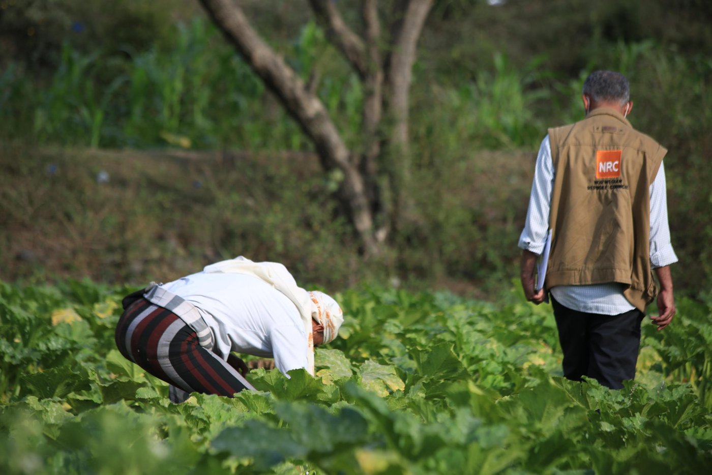 In Yemen, farming is no longer a profession only for those who inherited it from their parents. Because of the war, many people who have lost their jobs or don’t earn enough of a salary have now turned to the land.

Abdullah Qaid, aged 45, has spent 28 years as a teacher in Taiz’s Gabal Habashi district. His salary used to be enough to support his eight family members.

However, during the last five years the Yemeni currency collapsed from YER215 against the US dollar in 2015 to more than YER800 now. That has led to a huge increase in food prices, so many people can no longer afford it—including public workers like Abdullah.

“I’m a teacher and my salary doesn’t cover even the half of what my family needs. The situation of the people here in general is very bad. Before the war, some used to work in Aden, Sana’a or Al-Hodeidah to provide for their families.”

Teachers in Taiz governorate went without salaries for more than a year and only started receiving payments again in 2017 when food prices had already jumped.

“Since the beginning of the war, people have lost their jobs and they have returned to the village, where there is no chance of work. So a real tragedy was happening in this village.”

“A real tragedy was happening in this village… some families used to mix flour with animal feed and eat it”

Abdullah recalls an unforgettable moment for him, from a time now lost: “My home is near the main road and I used to see children’s smiles and happiness when they waited their fathers to arrive home from [jobs in] other governorates. Those smiles disappeared from the children’s faces after the war.”
 
Abdullah says that people were struggling to get food for their families. “Some families used to mix flour with animal feed and eat it, because they couldn’t afford the price of pure flour.”

People in Gabal Habsahi district used to plant corn in summer as feed for their cows, but they didn’t plant anything in winter and so the farms remained barren for six months a year.

They didn’t think about vegetable farming until the Norwegian Refugee Council (NRC) arrived in this little valley.
 
At first, there was resistance to the idea, because people didn’t know how it would work.
 
“When NRC arrived, we were told that they would provide us with support to start vegetable farming. The idea wasn’t clear and many people didn’t have any experience about vegetables farming,” Abdullah says.

“Then we received training from NRC and we learnt a lot. So we were happy to start a new experience of planting vegetables.”
With support from the Yemen Humanitarian Fund (YHF), NRC has now helped 500 famers like Abdullah in Gabal Habashi district with tomato, zucchini, okra, and onion seeds. The families were also provided with training, and cash to help them plough and water their farmlands.

Abdullah says that all the family members go to work in the fields, and they are happy to have a new source of income.
“Almost all the people in our village are farming now. There were some problems like the water source being far from some fields, but we overcame that problem by buying a pump.”

Another problem that farmers faced was the fees for ploughing fields, but that was solved by the cash they received from NRC.
“Now the valley is full of zucchini, okra and tomatoes. We have started to harvest zucchini and we will start selling tomatoes in ten days.”

Farmers sell twenty kilos of zucchini for YER3,000-4,000 and twenty kilos of okra for around YER5,000, which is a good price for customers.

“I can see the situation of families here is better now and my own situation has improved now with the beginning of the harvest season,” Abdullah says.

“Mothers harvest a basket and go to sell it in the market and buy what they need. Fathers do the same so families have money to buy what they need.”
 
Abdullah explains that the income from the vegetables isn’t enough to cover everything, but it helps to fill a big gap for these families.
 
Abdullah attributes the cheap prices at the moment to the harvest season, as all farmers are harvesting their crops at the same time so the markets are full of vegetables.

“There are many families who are benefiting from the low prices as they can buy cheap vegetables for their families.”
Abdullah considers this season as the best of the year, as all family members can earn money from selling the vegetables and can eat from their farmlands.

“The vegetable from my farm taste like honey to me. When I buy vegetables from the market, they don’t taste like the ones from my farm, which are so fresh. Sometimes I even cook them myself.”

“The vegetable from my farm taste like honey to me”
Abdullah believes that the high cost of seeds in Yemen is still the main problem threating this new wave of farming, especially because this is still the first year and so farmers are spending what they earn on basic goods.

“A packet of 1,000 zucchini seeds costs YER45,000. I as a farmer can’t buy it for this price, it is very difficult for me to save YER45,000 from what the vegetables earn this year.”

He confirmed that the farmers would be happy to continue farming if they get help with the seeds.

“Farmers now are in the middle of the journey, and they still need support. If they get more support next year they will keep going, as they are unemployed and don’t have any other work to do.”
Abdullah thanks NRC for this support. “NRC helped to re-light the good feeling in the hearts of farmers.”

Text: Nasser Abdulkareem/NRC
Photo: Khalid Al-Banna/NRC