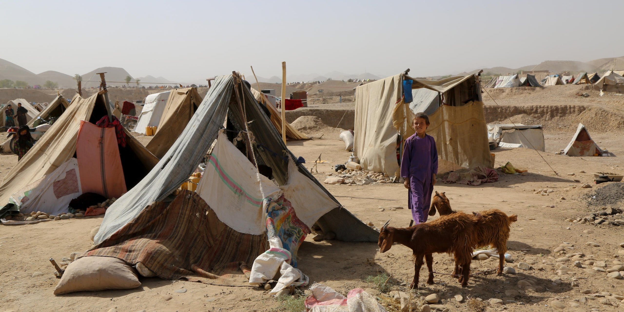 Some of the families could manage to take the remaining livestocks with them while escaping drought. Many families lost their livestocks or sold them away half price. Photo: NRC/Enayatullah Azad