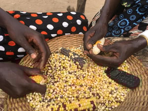 Roda Poni would like to do more farming. But the insecurity has made it impossible for her to cultivate her farms. Now she has very little food for her family. "We used to cultivate successfully during the stable and peaceful times. But now we constantly look over our shoulders in case there are enemies coming to kill us," she says. 

Groundnut, Simsim, Sorghum and pumpkin are the most prefered fod crops in Gemeza County. The men also engage in hunting wild animals such as deer and dikdik. There used to be many wild animals including the big five, elephants, girafes and hippos. Except for hippos, most of the big animals have migrated to Uganda and DR Congo, due to conflict and uncontrolled hunting of wildlife in South Sudan. Roda says that a few elephants still roam at night.
 
Roda's community, the Mundari, are surrounded by the following neighbouring tribes: Dinka Bor in Bangachor (used to be friendly but have become extremely hostile to the Mundari); Bari to the South (non-committal tothe conflict); Murle tothe East (extremely vicious and constantly raiding neighbouring tribes); Peri to the South East (non-committal); Aliap tothe South West (non-committal but frequently trading accusations with neighbours); Atuot tothe West (friendly neighbours); Moro tot he North West (friendly) and Nyangbara tothe opposite side of Rokon in the North.
Roda notes that there are no schools in Gemeza Payam. A few schools have been established in neighbouring Payams Anyara and Jae. But their children cannot go there anymore. This is because of child abduction, a very costly and painful crime to parents. Most children abducted along the way are never found. As a result, most parents have ignored calls by government and humanitarian agencies to take their children to school. Photo: Nashon Tado/NRC