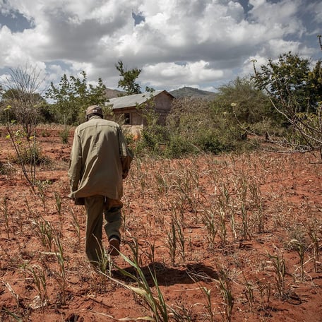 A man is walking across a filed with failed crops.