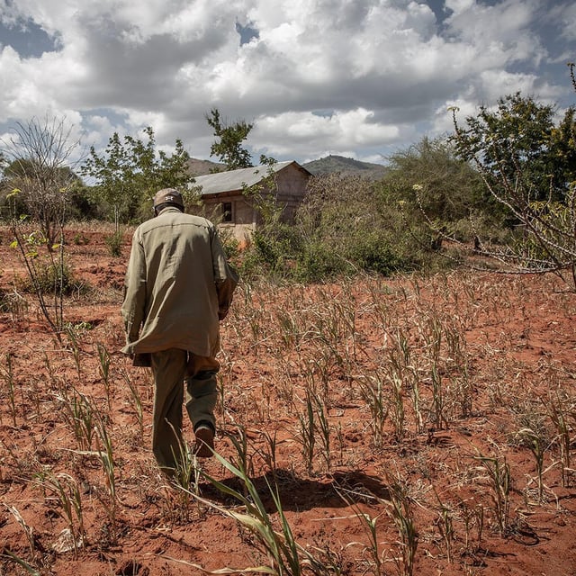 A man is walking across a filed with failed crops.