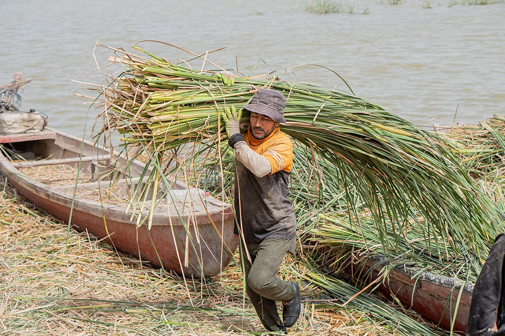 collecting-reeds.jpg