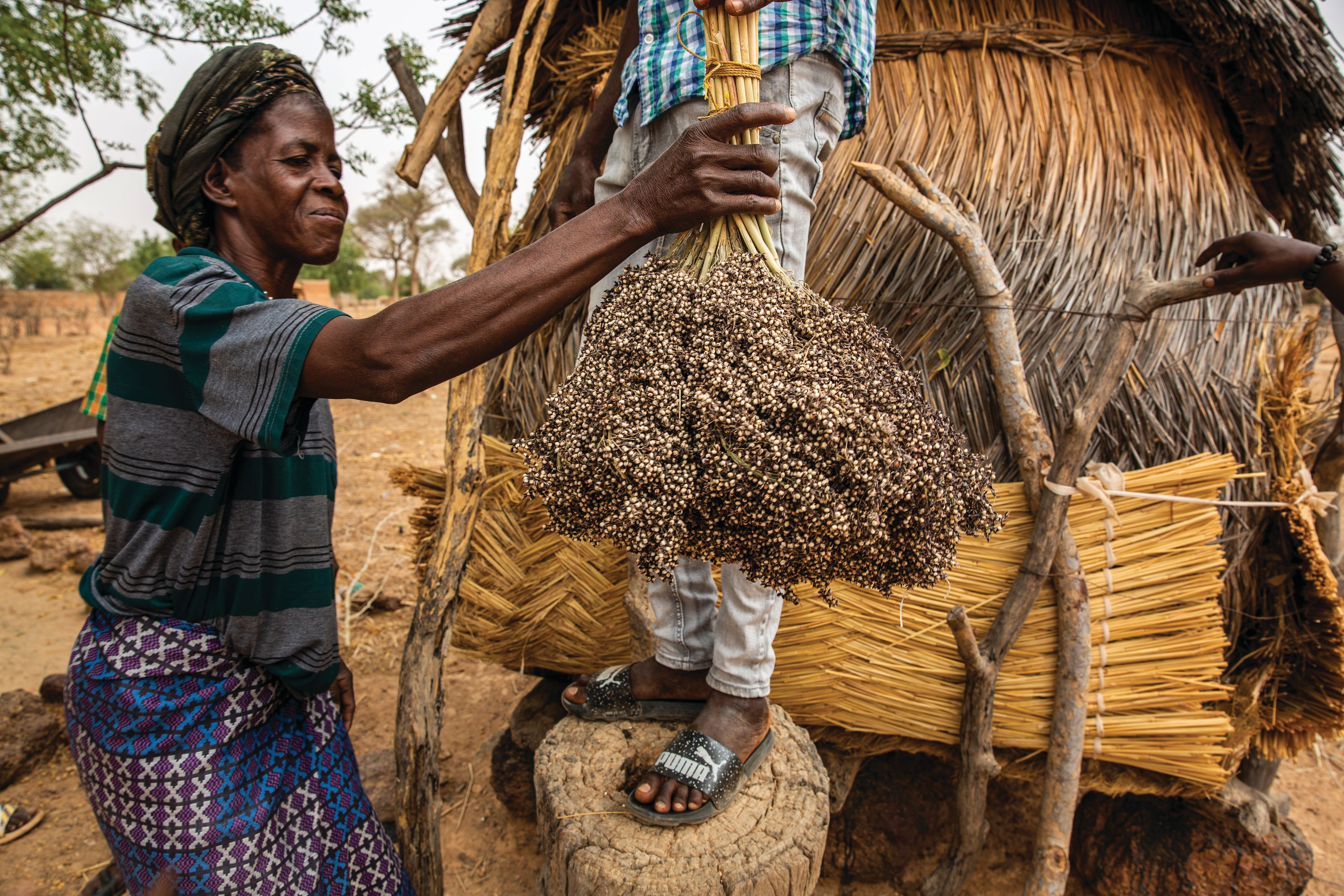 Woman holding a bundle of dried millet.