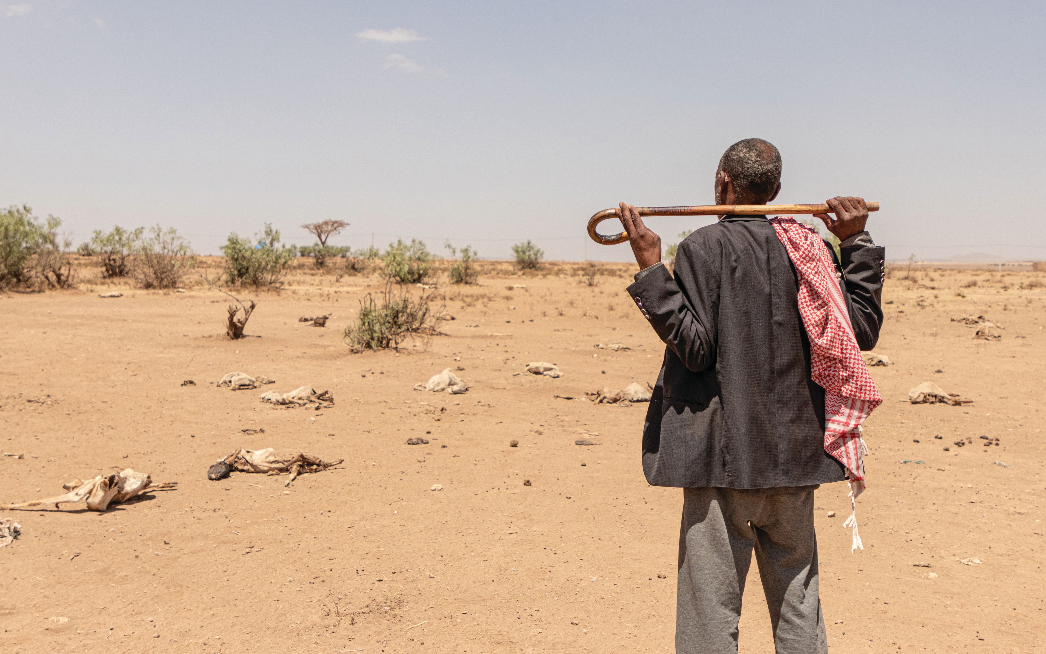 A man looking out over a dry landscape. Several cow carcasses can be seen.