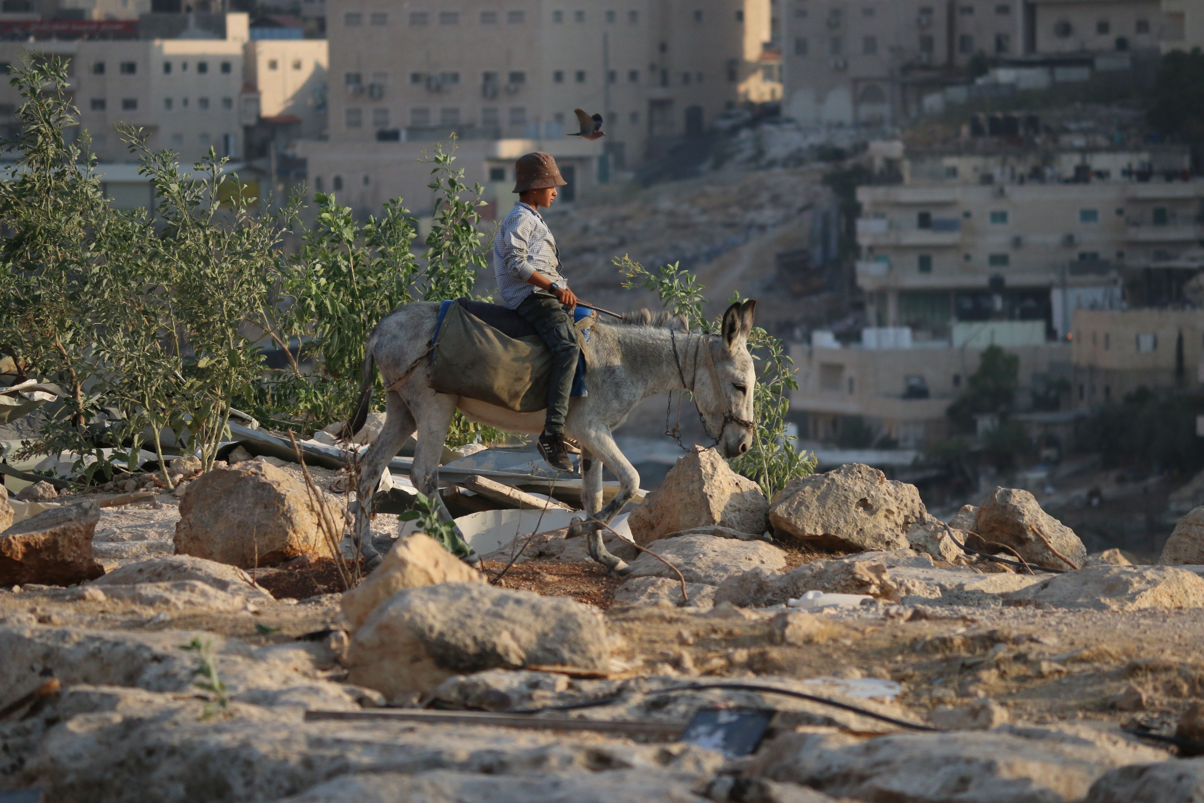 Boy riding a donkey.