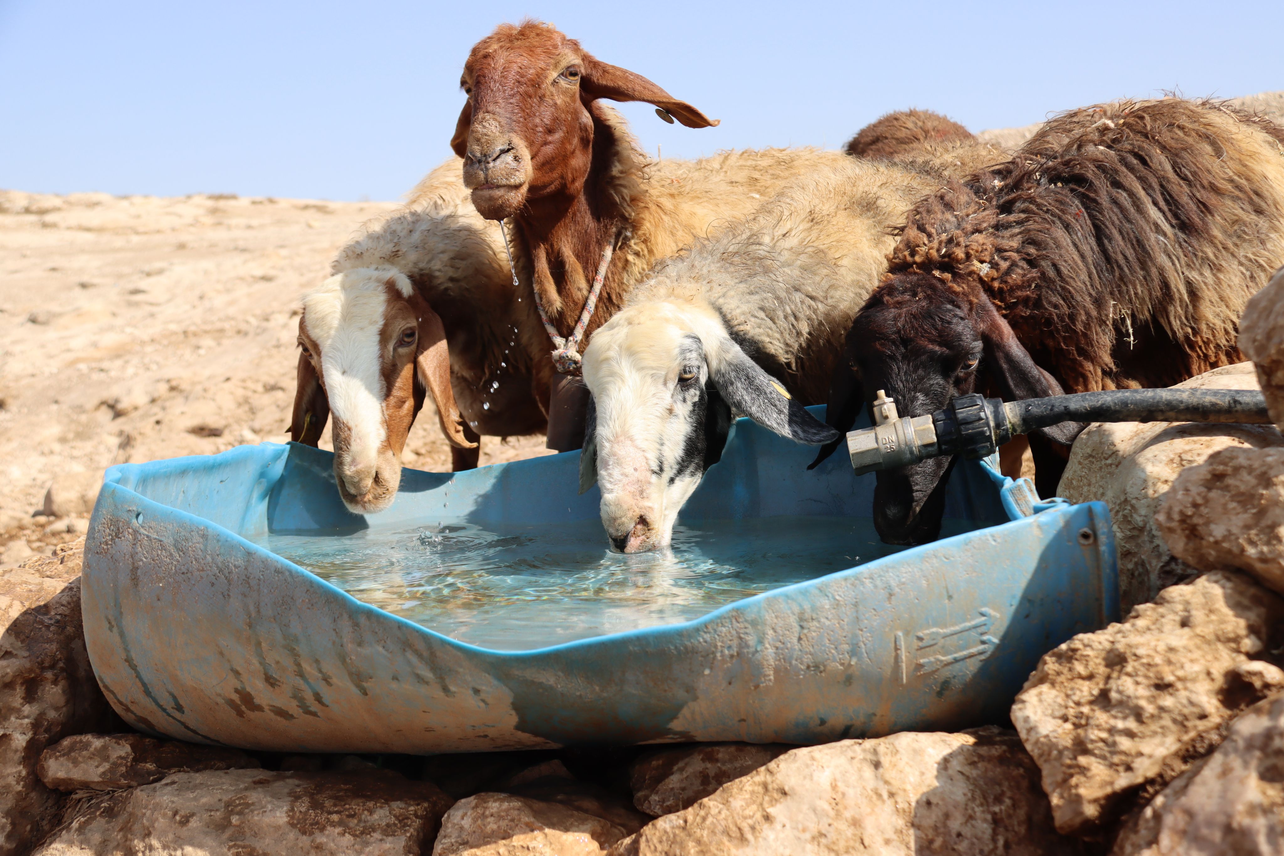 Sheep drinking water.