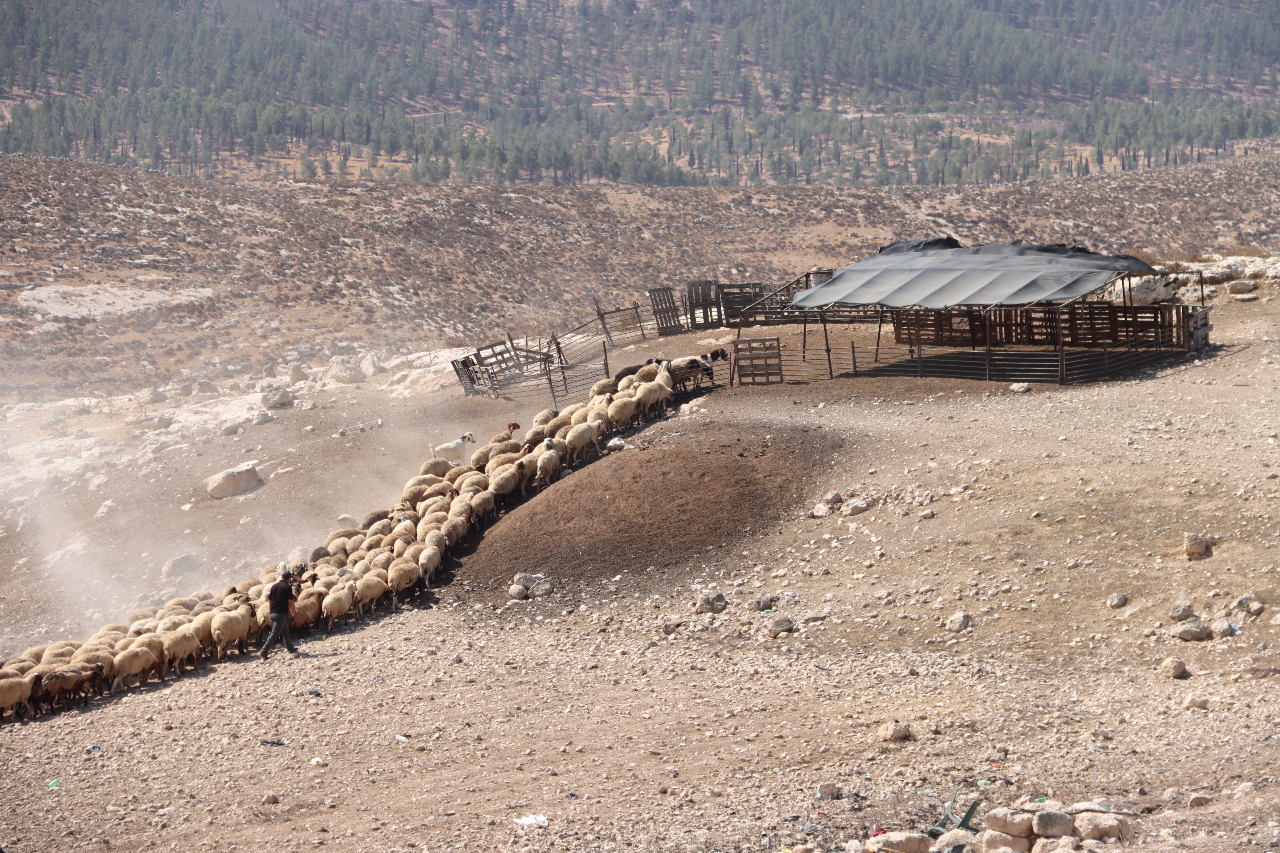 Sheep being herded to pen.